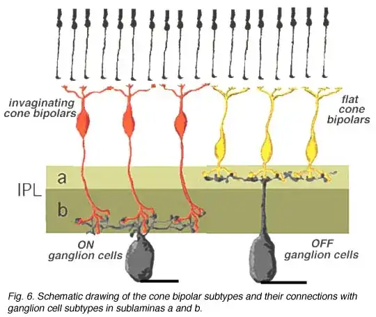 Image of rods connected to bipolar cells connected to ganglion cells