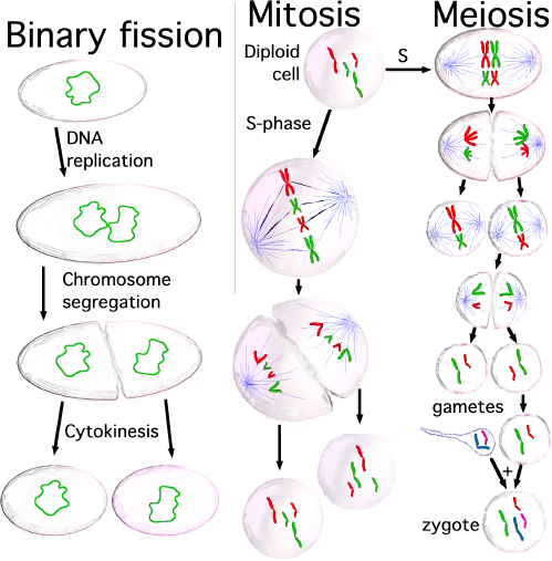 Cell division