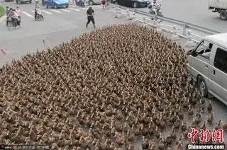 ducks on the road