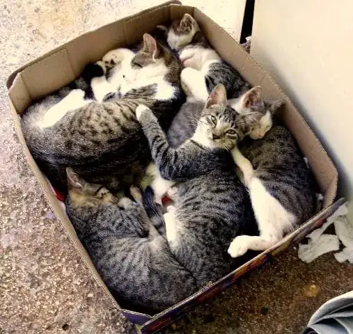 Cats in a box
