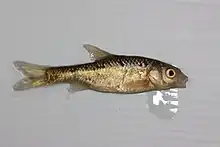 Chubbyhead barb