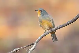 Red-lored Whistler 0A2A8896