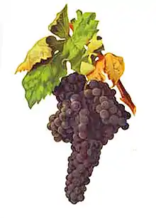 Ripening Tempranillo grapes