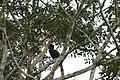 2014 Borneo Rhinoceros Hornbill