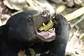 2014 Borneo Sun Bear