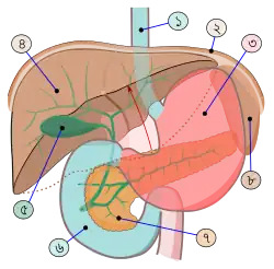 Abdomal_organs-bn