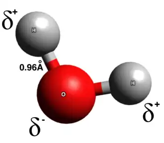 A representation of the water molecule, with one oxygen atom attached to two hydrogen atoms. Note how the oxygen atom "steals" a small portion of the electron cloud from the two hydrogen atoms.  This renders the the hydrogen parts slightly positive and the oxygen portion slightly negative in charge.