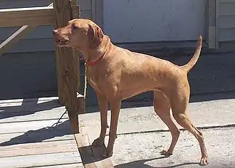 Barking Dog