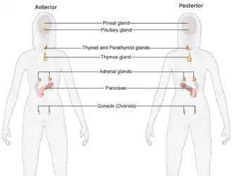 Endocrine system.