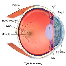 Eye.