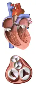 Heart valves.