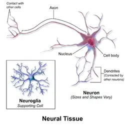 Nervous tissue.