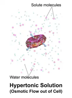 A red blood cell in a hypertonic solution.
