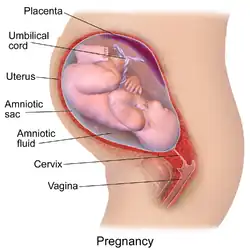 Pregnancy.