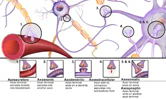 Synapse types.