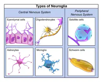 Types of neuroglia cells.