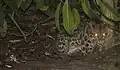 Borneo clouded leopard