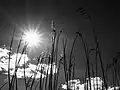 햇귀 (haet-gwi)  Radiant sunshine
