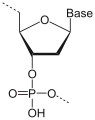 Nucleic Acid Monomer = Nucleotides (monomers)