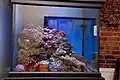 The display tank is a 93-gallon cube.