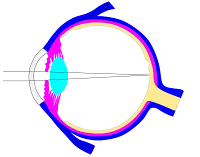 This is an Inkscape document with different layers for each component, making it easy to change the rays and the pupil dilation.