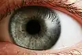 Human pupils are round