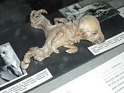 Chernobyl