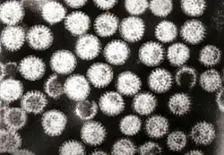 Many rotavirus particles packed together, which all look similar