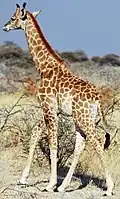 Giraffe