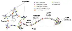 A model of a neuron