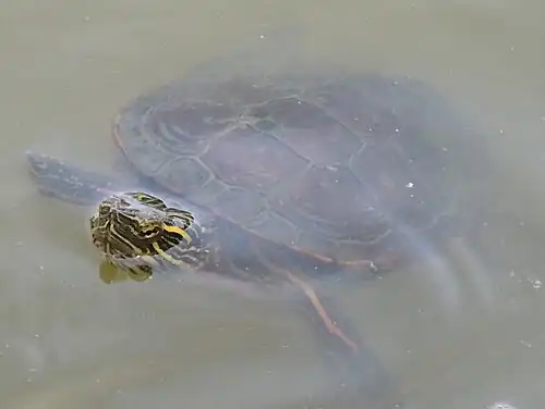 A Painted Turtle