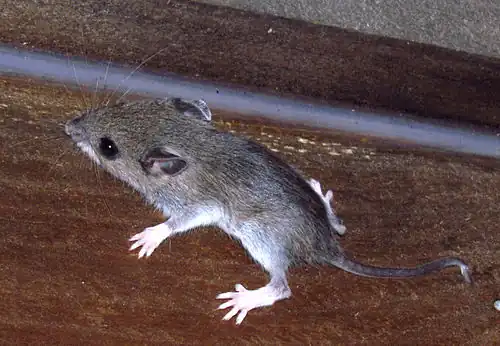 White-footed mouse Peromyscus leucopus